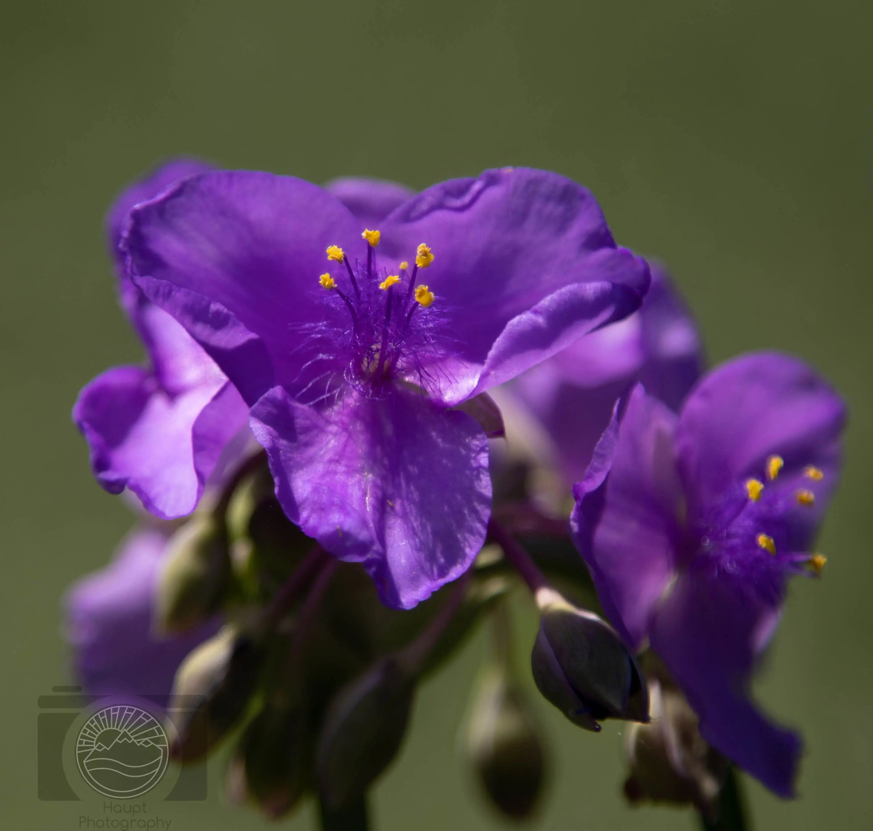 Spiderwort