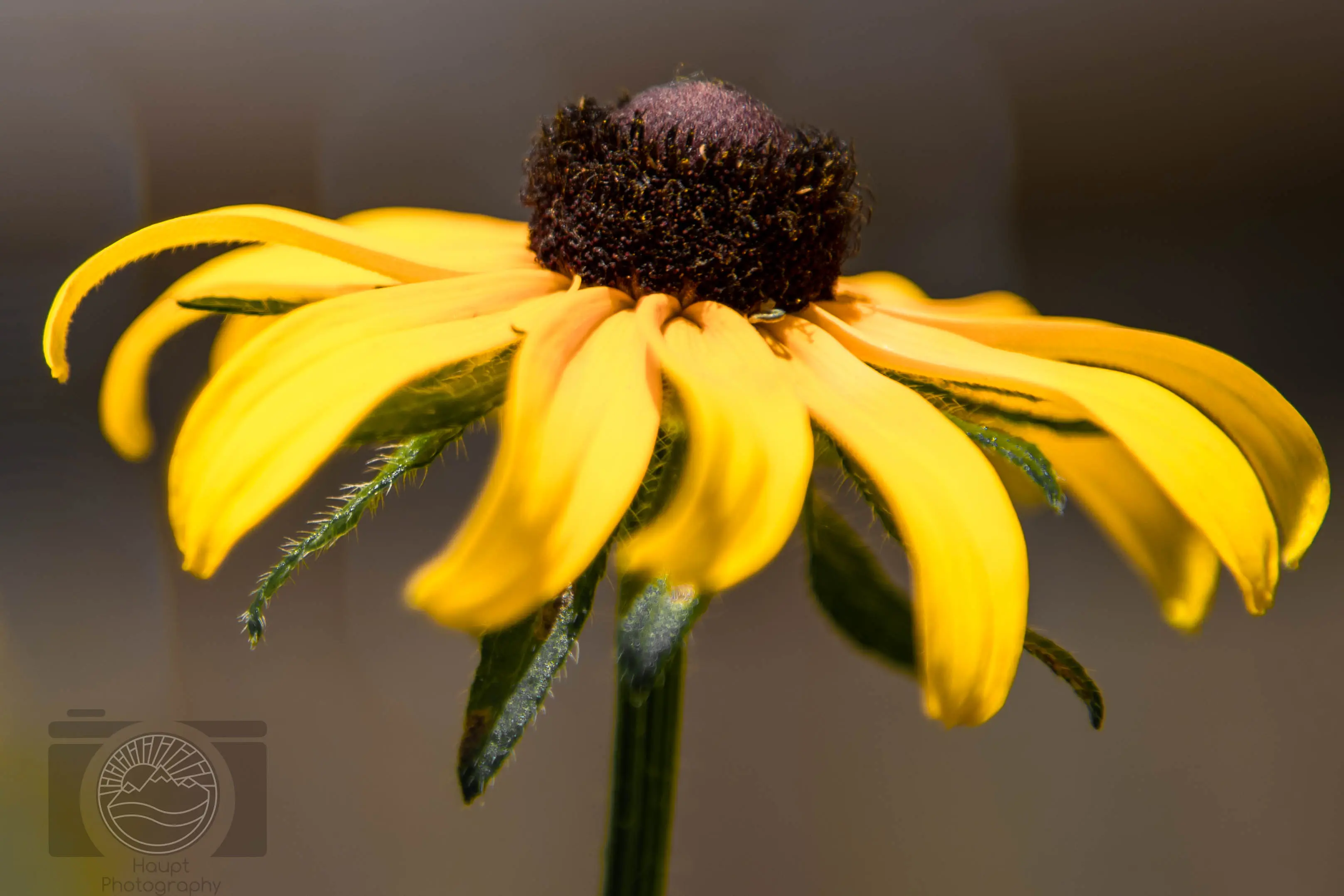Black-Eyed Susan