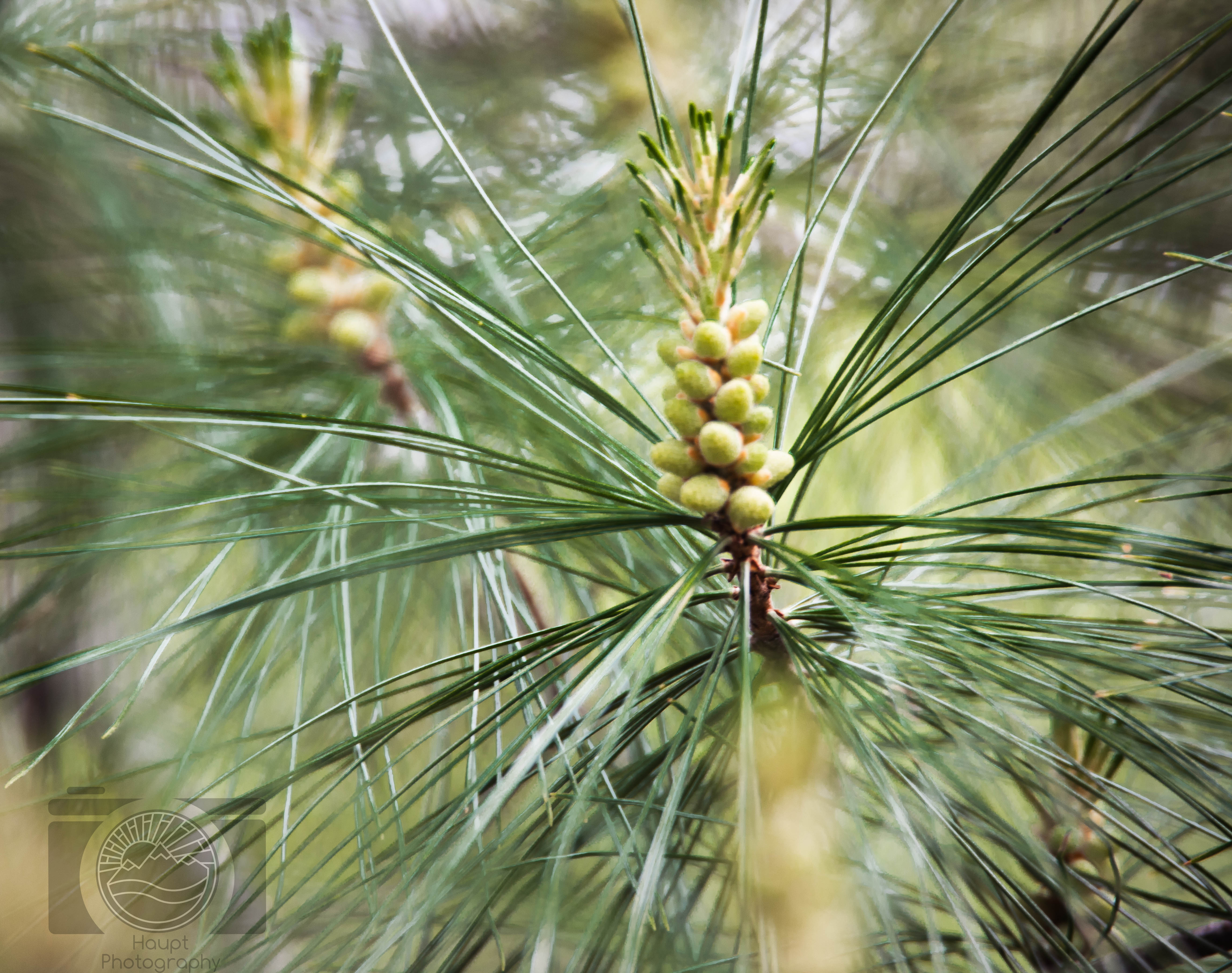 Needle and Fruit