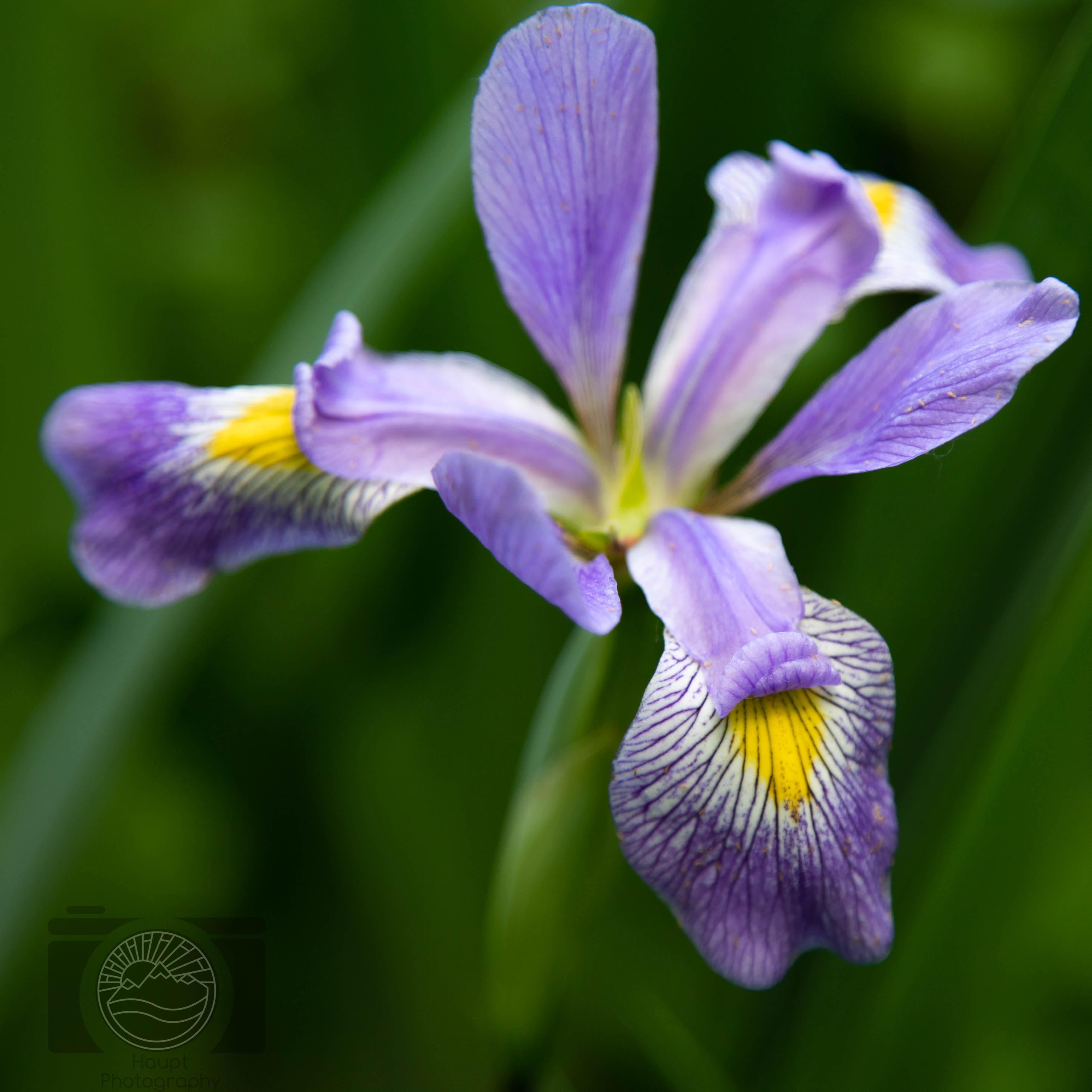 Iris