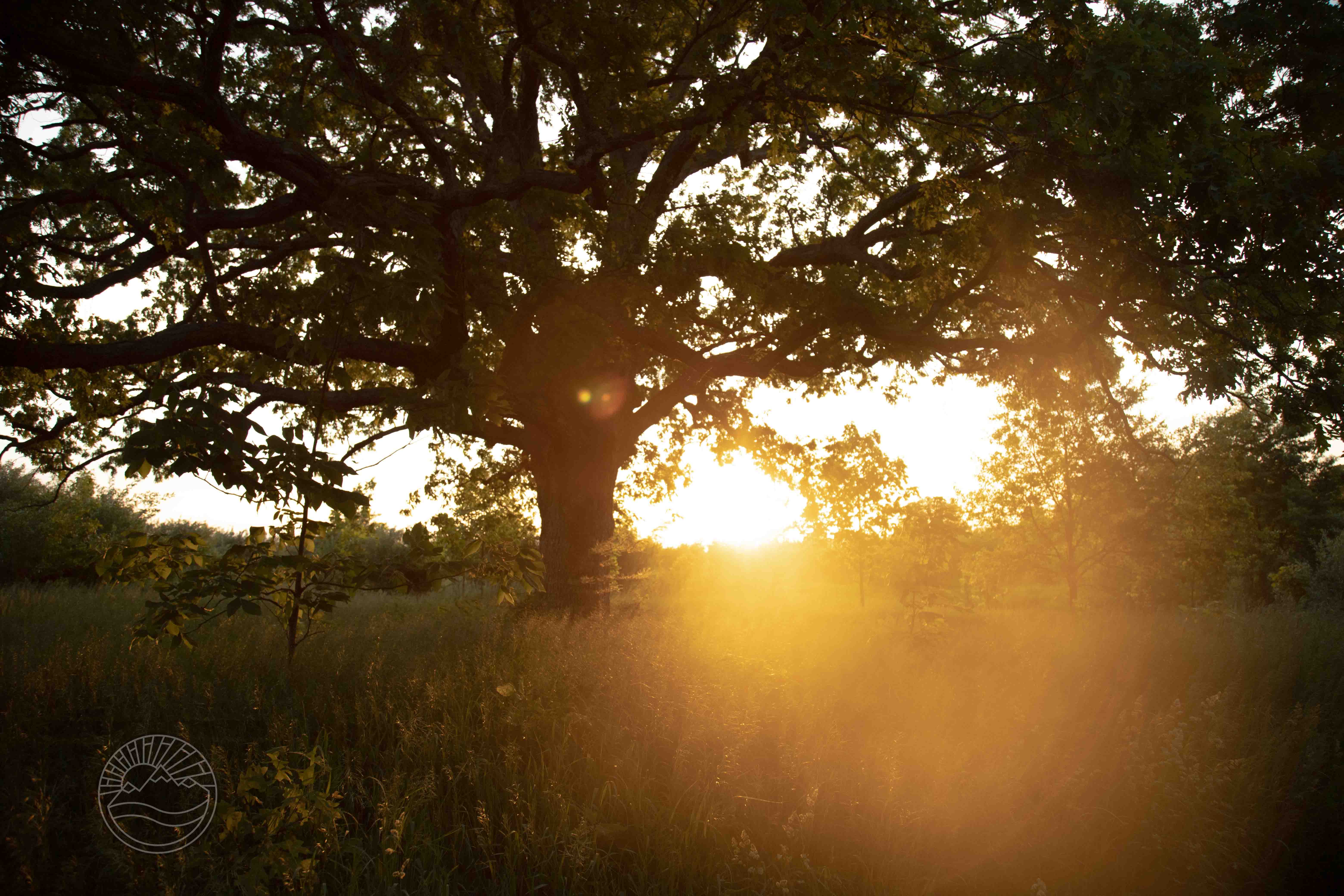 Golden Oak