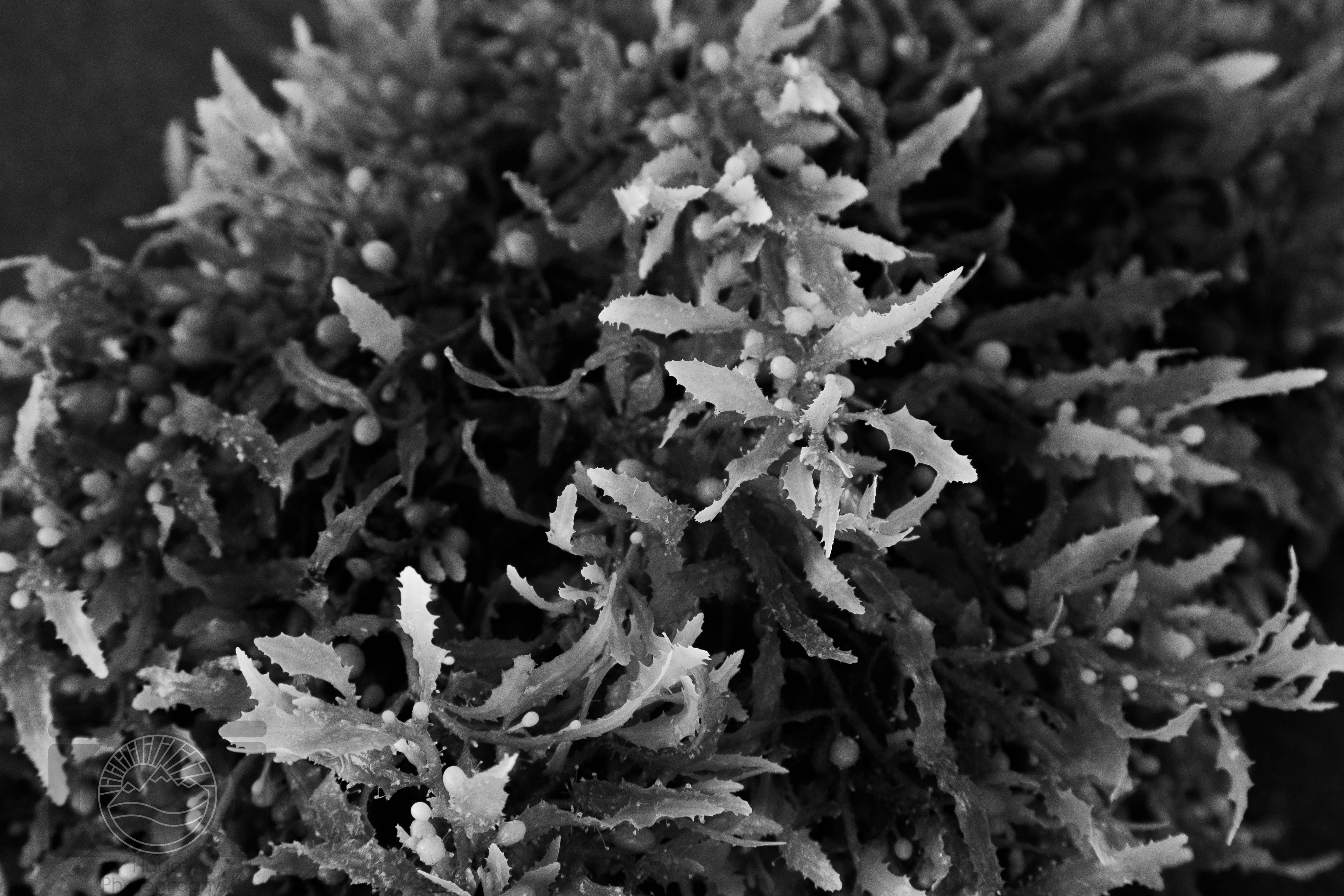Salt and Shadow