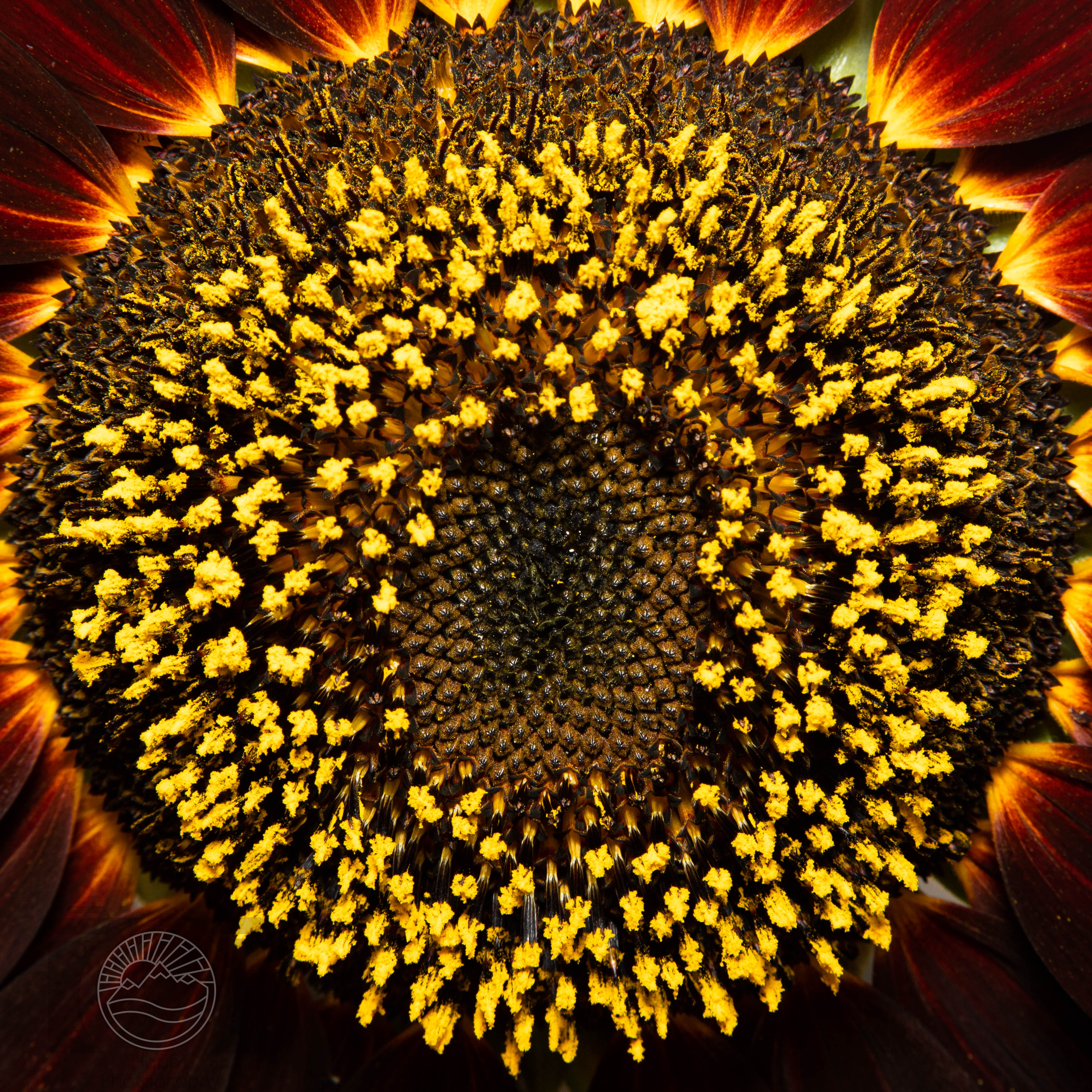 Golden Crown
