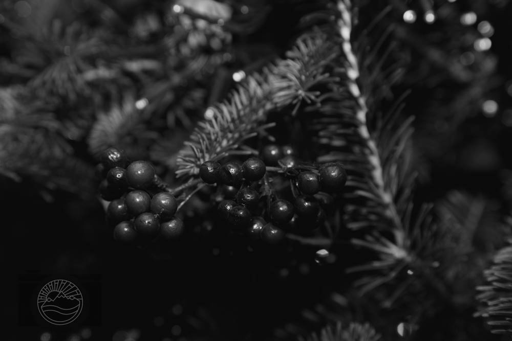 Winters Secret
