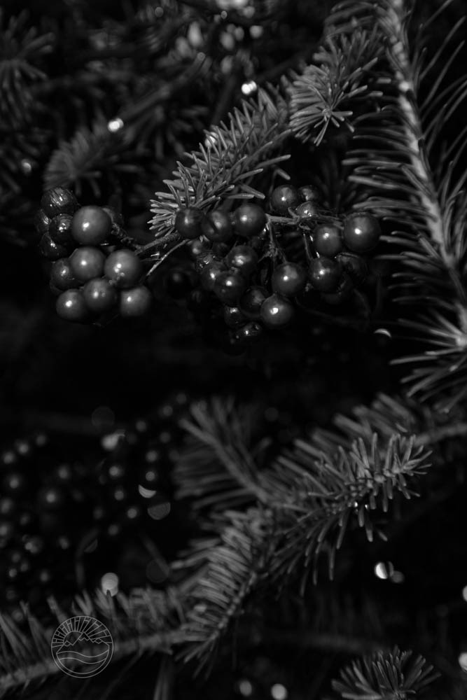 Berry and Dark