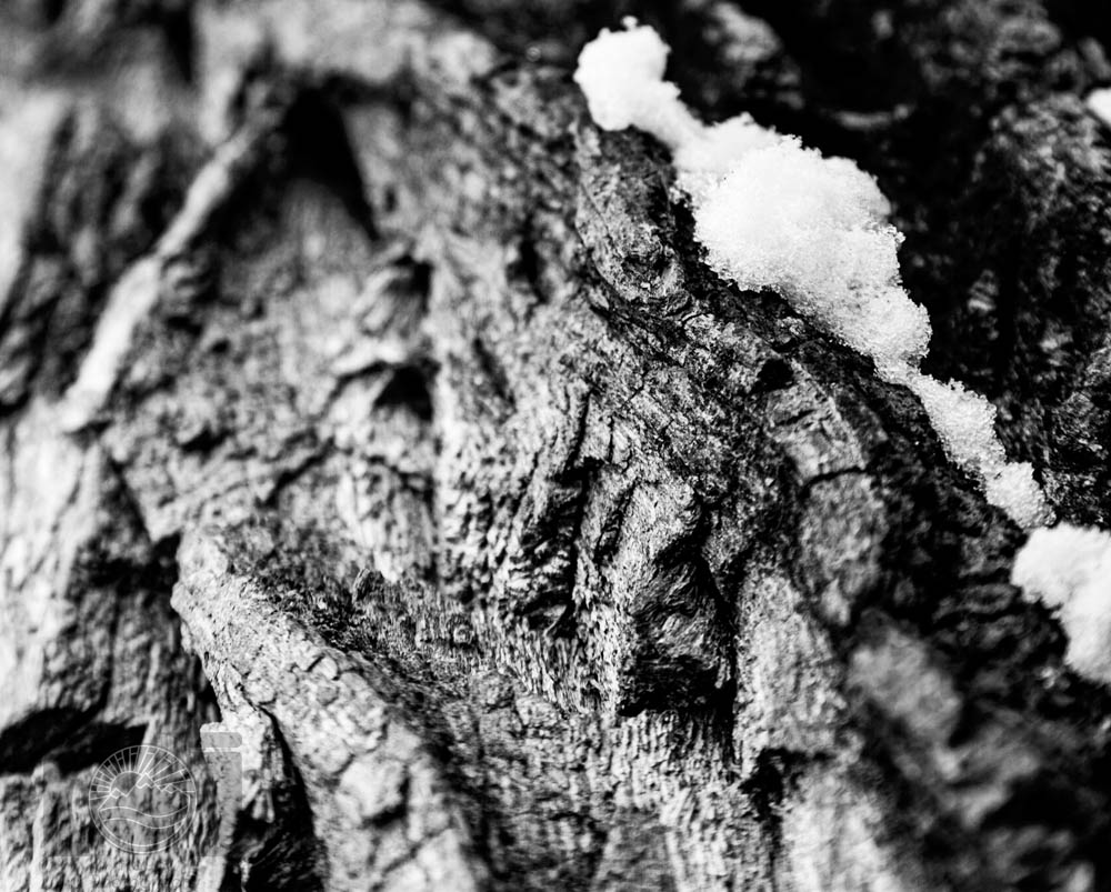 Bark and Snow