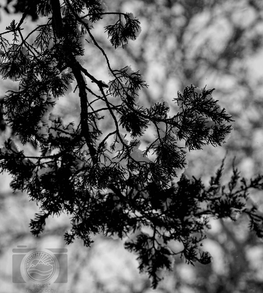 Whispers of Winter