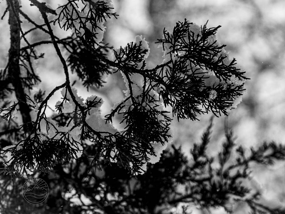 Snow's Embrace