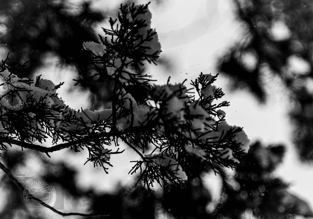 Frozen Silence