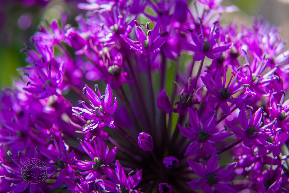 Spring Fireworks
