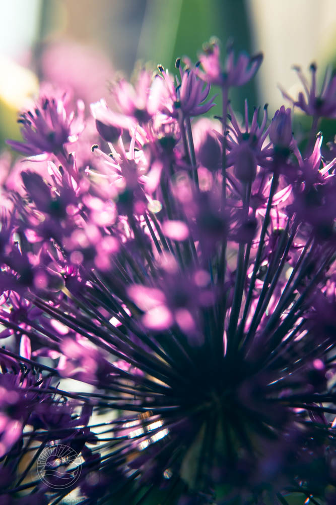 Whispers in Bloom