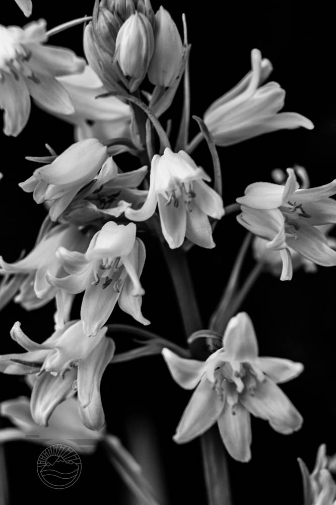 Whispers in Bloom